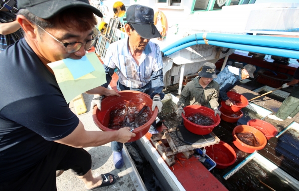 신진항 오징어 대풍년