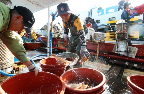 신진항 오징어 대풍년