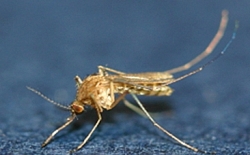 작은빨간집모기