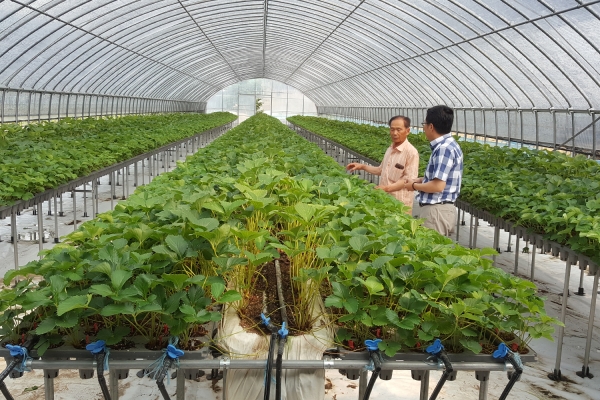 고설식 벤치 육묘장 시설에서 재배중인 딸기묘