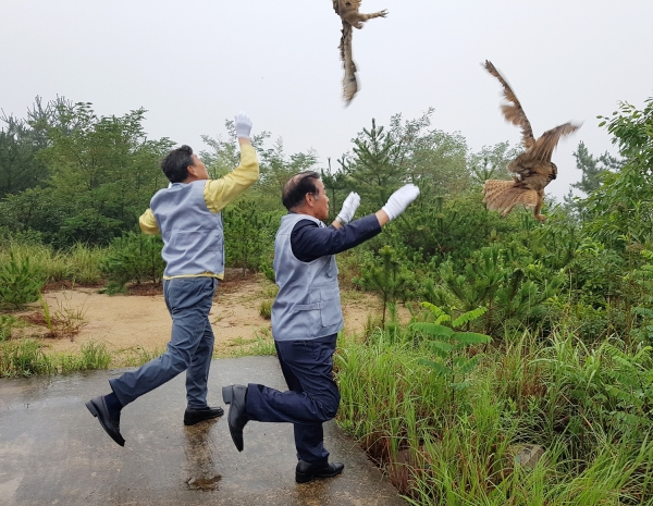 ​수리부엉이 2마리 방사 모습​