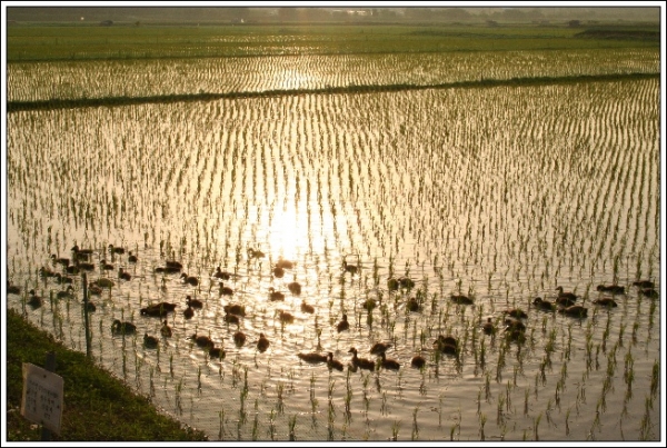 유기농 오리농법 모습