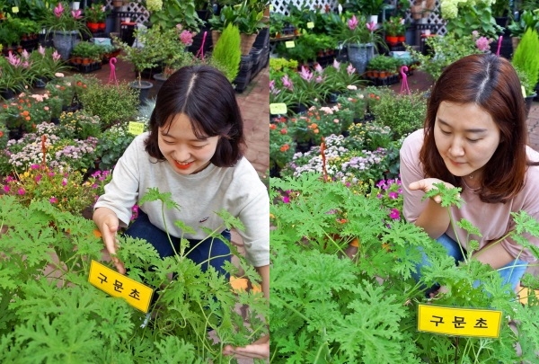벌레퇴치에 좋은 ‘로즈제라늄(구문초)’