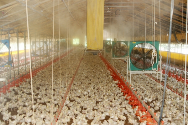 폭염에 대비해 물을 공급하고 있는 삭선리 양계농가 모습