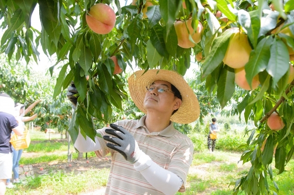 이춘희 세종시장 복숭아따기 체험 / 충청뉴스 최형순 기자