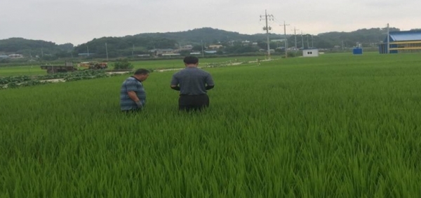 ▲ 폭염에 타들어가는 고추나 사과 일소 데임 현상