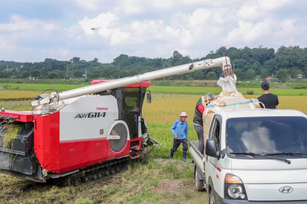 당진 올해 벼 첫 수확 모습