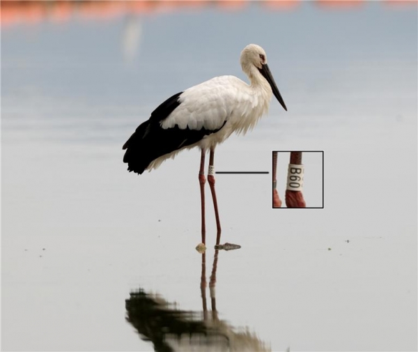 2019년 8월 8일 예산군 예당호 기쁨이 모습(사진제공 김경희)