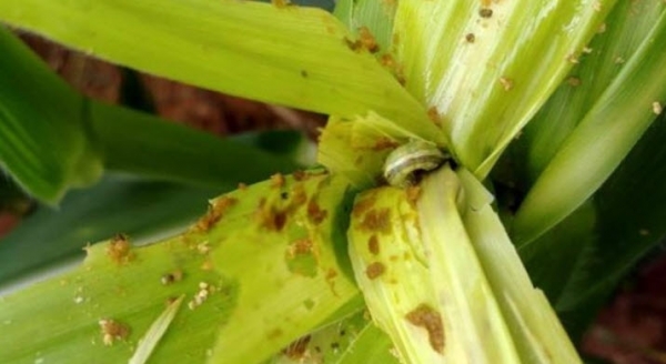 검역해충 열대거세미나방 주의 당부-애벌레 피해 흔적.