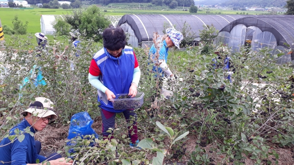 충남농협과 사계절봉산단원들이 수확이 한창 인 아로니아 수확 일손돕기