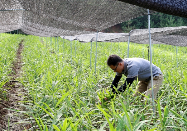 생강 차광 재배 모습