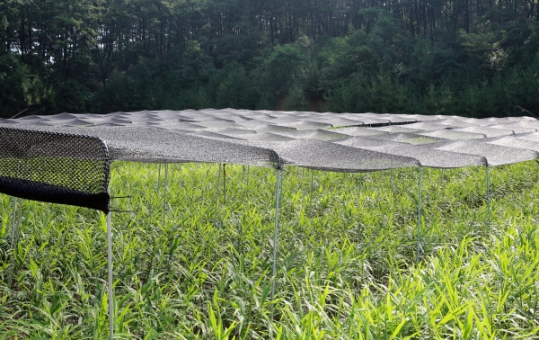 생강 차광 재배 모습
