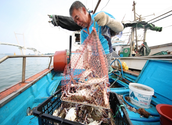금어기 해제일인 21일 0시를 기해 10여 척의 배가 바다로 나가 약 5~6톤의 꽃게 잡아