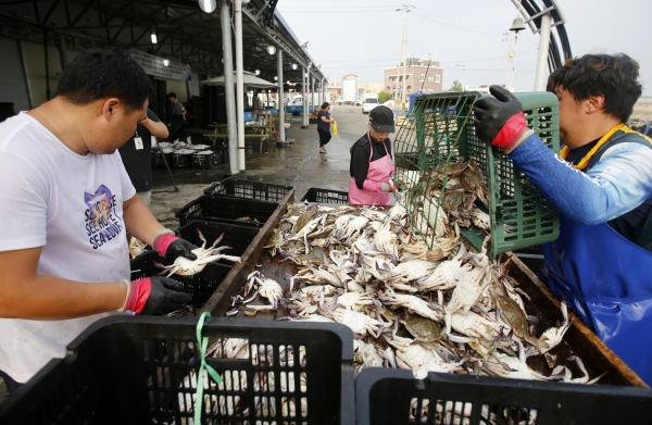 21일 오전 백사장 위판장 모습.