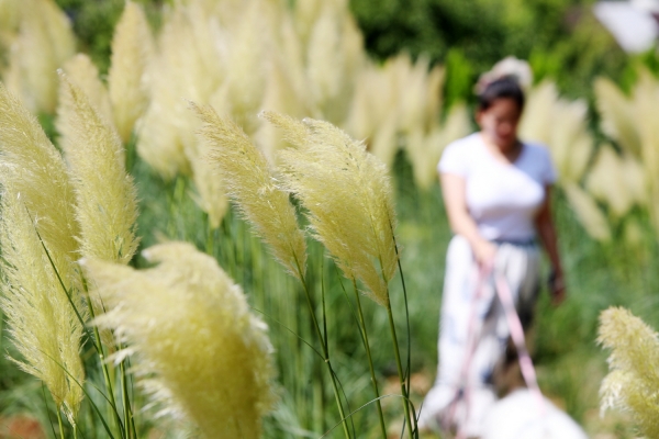 팜카밀레 팜파스그라스 전경