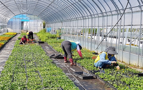 공공근로사업 활동 모습.