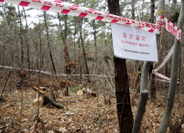 올해 초 소나무 재선충병 방제 모습.
