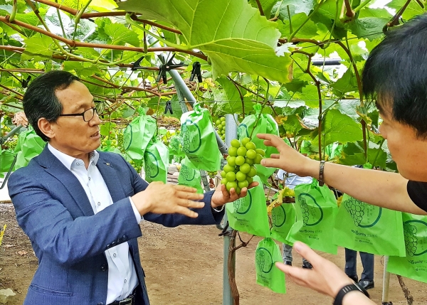 경북 김천 샤인머스켓 수출단지 현장방문