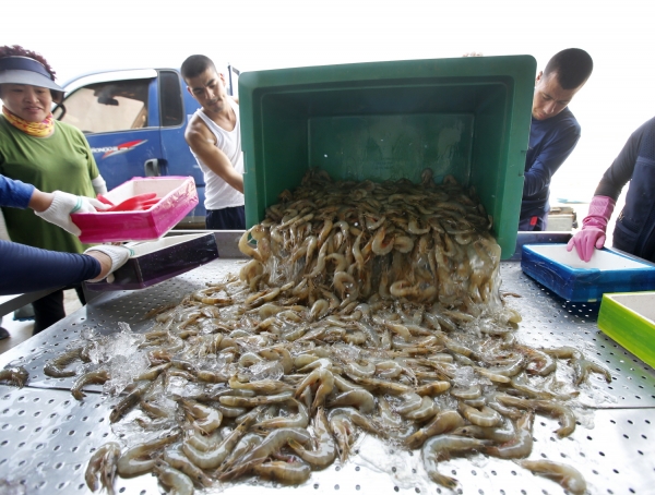 29일 백사장항에 들어온 대하.