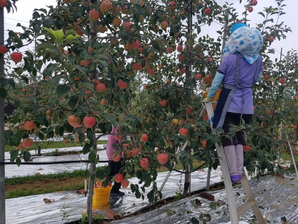 사과 수확 보도자료_홍로 수확 모습