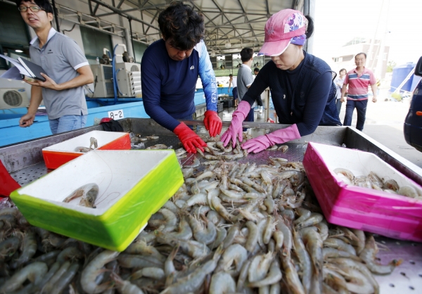 지난달 29일 백사장항에 들어온 대하