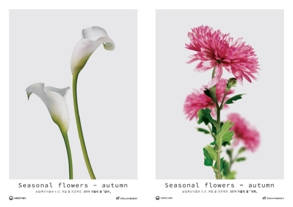 카라, 국화 포스터