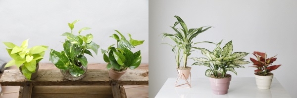 ‘스킨답서스’와 ‘아글라오네마’