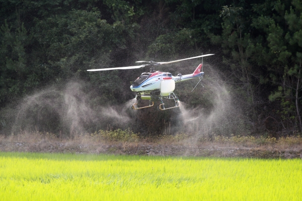 벼 병해충 항공 방제 모습