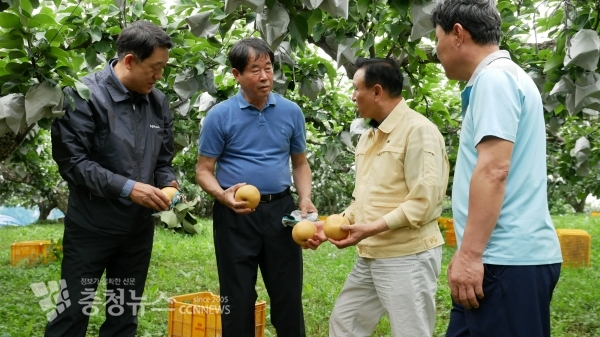 구본영 천안시장,제13호 태풍 링링 피해예방 위해 직산읍 석곡리 과수 농가 방문해 농작물 살펴보며 농가의 애로사항 청취하고 있다.