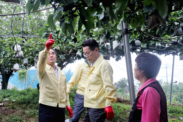 김인식사장은  9일 낙과피해를 입은 나주배농가 찾아 피해현황을 점검했다