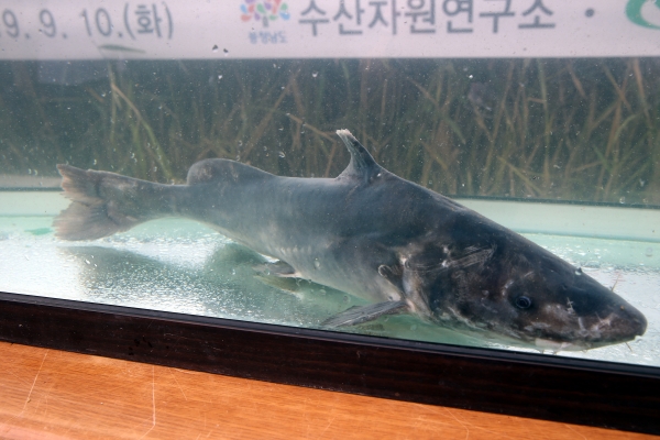 수라상에 올랐던 ‘종어’ 복원 본격 추진