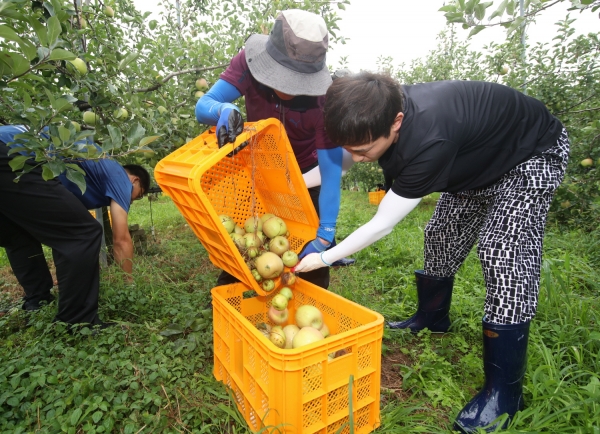 태안읍 과수 낙과 피해 현장에서 복구지원을 하고 있는 태안군 공직자 모습.