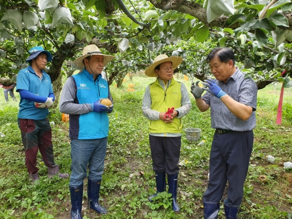 김광수 NH농협금융지주회장(가운데)과 조두식 농협은행 충남영업본부장(왼쪽), 민병억 직산농협조합장(오은쪽) 등이 과수농가에서 낙과피해를 살피고 낙과모으기 작업을 했다.