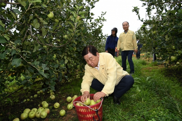 황선봉 군수가 태풍 피해 농가를 찾아 낙과를 줍고 있다