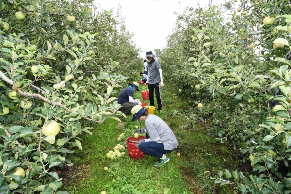 예산군청 직원들이 과수농가를 방문해 낙과줍기에 구슬땀을 흘리고 있다