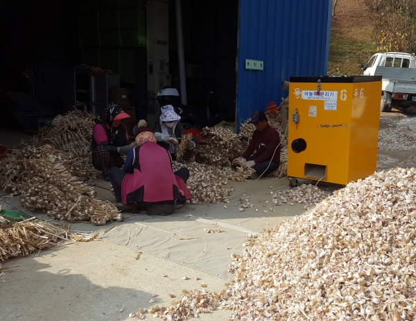 마늘종자 선별작업 사진(정순호 농가)