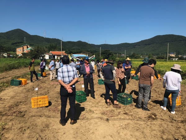 고구마 신품종 무병묘 실증 현장 평가회 장면