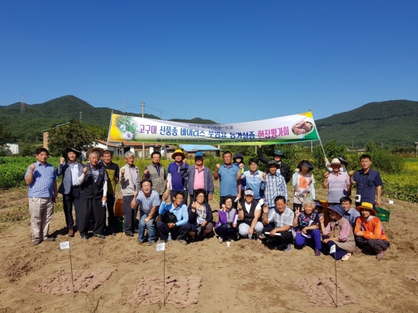 고구마 신품종 무병묘 실증 현장 평가회 장면