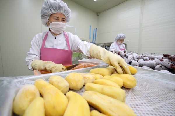 태안농산 호박고구마 가공 모습.