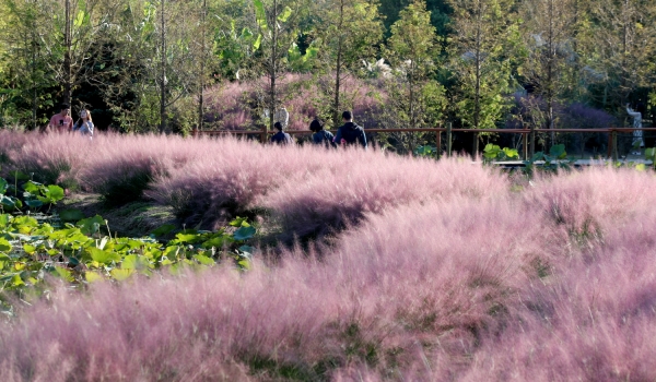 청산수목원 핑크뮬리