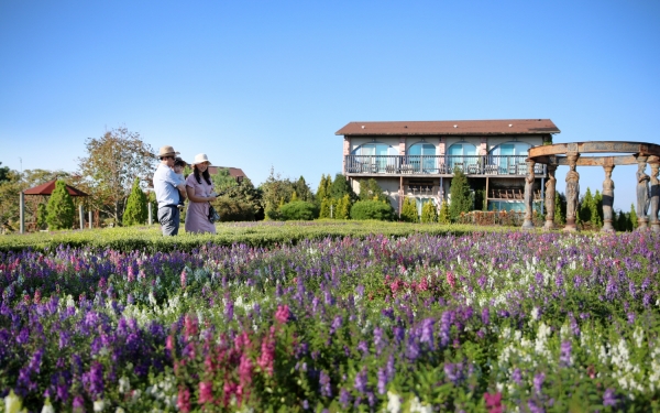 팜카밀레에 핀 세이지 모습.