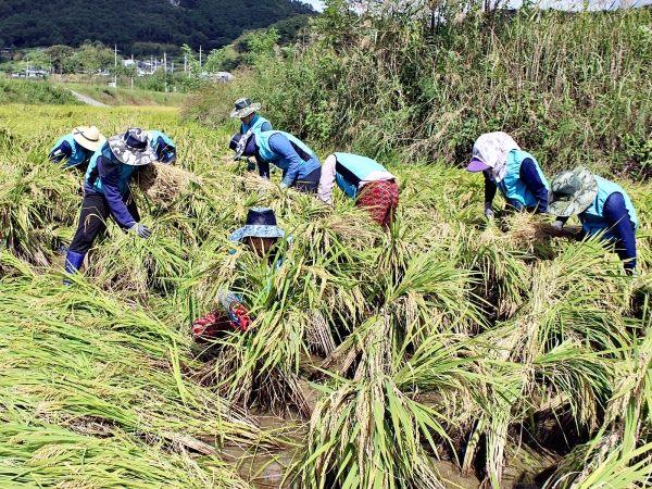농어촌공사 직원(남원지사)들이 태풍으로 벼쓰러짐 피해를 입은 농가를 찾아 벼세우기 작업을 하고 있다