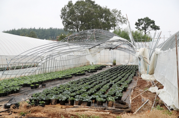 소원면 시목리 태풍 ‘링링’ 비닐하우스 피해 현장