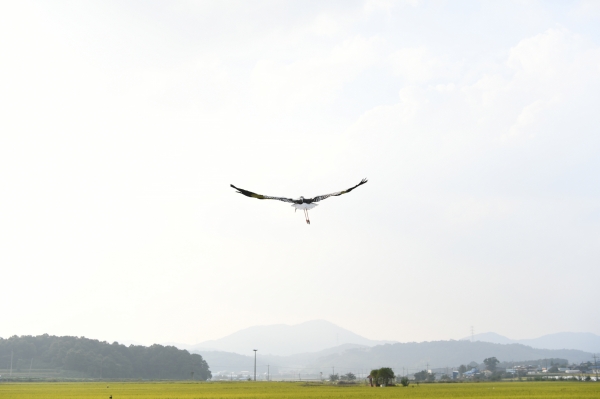 자연으로 돌아가고 있는 황새