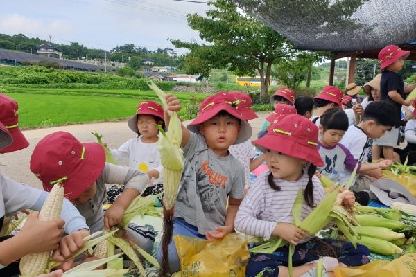 금박골 옥수수 체험 모습