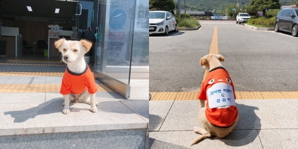 금마면 강아지직원 금순이 새옷 선물받다