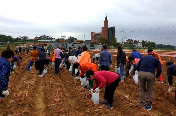 고구마 수확체험