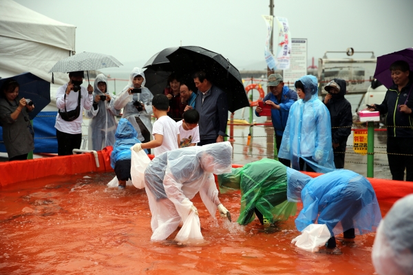 제19회 서천 홍원항 자연산 전어·꽃게 축제 (전어 맨손잡이 체험 모습)