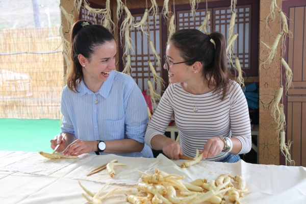 인삼축제 성공이유-인삼깎기체험