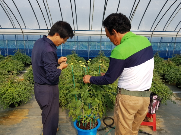 청양군, 2019 칠갑산국화전시회 준비 현장 점검